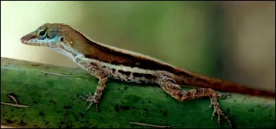 Comment dit-on "lézard" en anglais ?