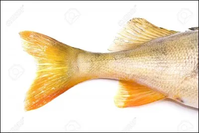 Tintin et le capitaine Haddock partent en voiture à la recherche de Tournesol, mais leur poursuite s'arrête parce que :