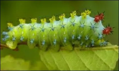 Etre fabuleux, moitié homme, moitié cheval !