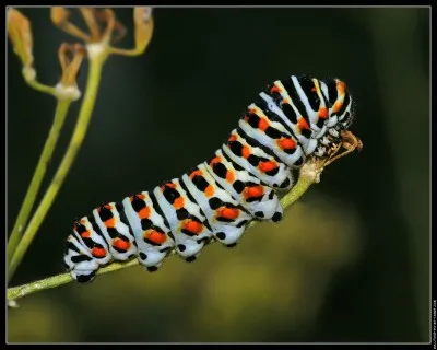 Acteur médiocre, plus enclin à attirer l'attention du public sur lui-même que sur le personnage qu'il interprète !