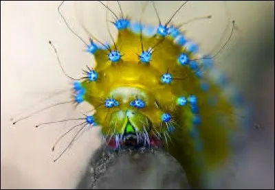 Chef de certaines tribus indiennes d'Amérique !