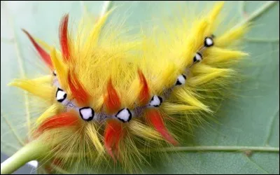 Habitante de Cahors !