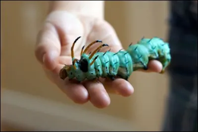 Ancien nom de l'Ecosse !