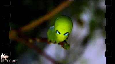 Amphibien fouisseur aveugle, et sans membres, d'Amérique du Sud !