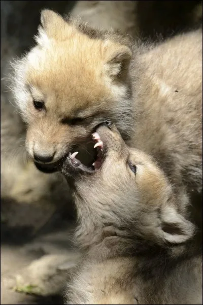 Jusqu'à combien de petits une louve peut-elle avoir en une portée, en général ?