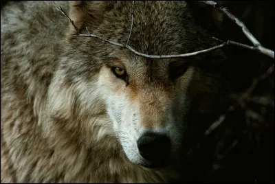 Quel est le nom scientifique du loup ?