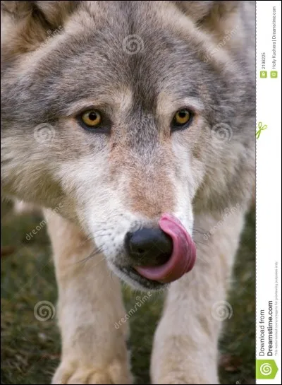 Jusqu'à quelle distance un loup peut-il flairer contre le vent ?