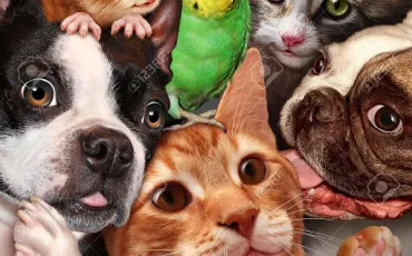 Quiz Animaux