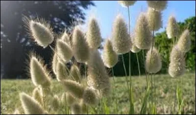 Quel est le nom de cette plante ?