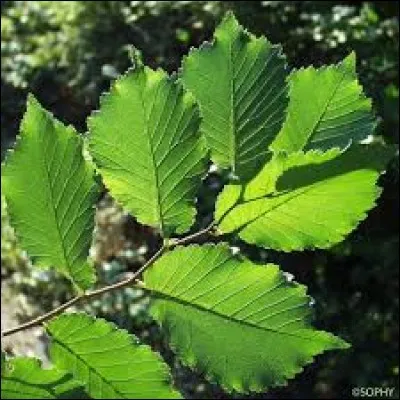 Le reconnaissez-vous ?