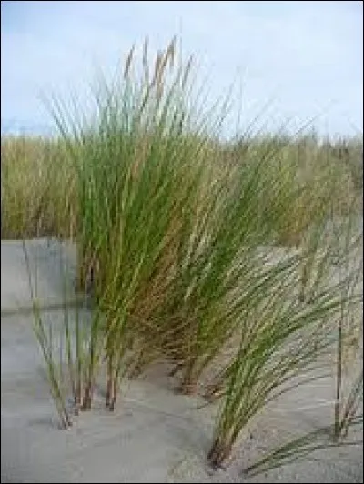 On peut le voir sur les plages.