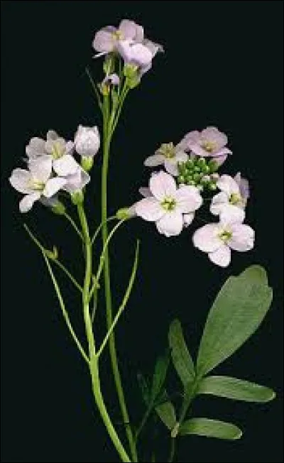 Quelle est cette plante ?