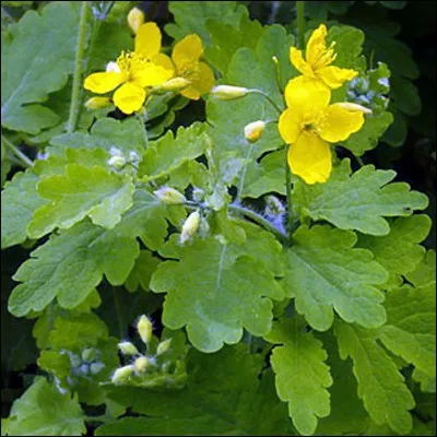 À ne pas confondre.