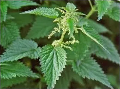 Quel est cette ortie ?