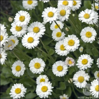 Simple à reconnaître, c'est la/le :