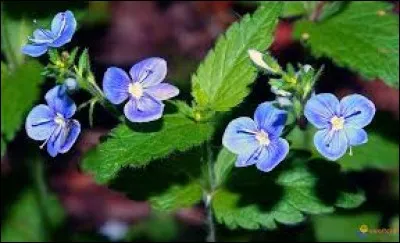 Comment cette plante se nomme-t-elle ?