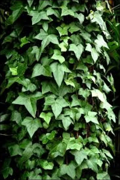 Il recouvre les murs, c'est bien évidemment le :