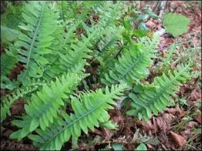 Cochez la bonne réponse.