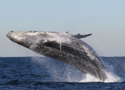 Quiz La baleine borale