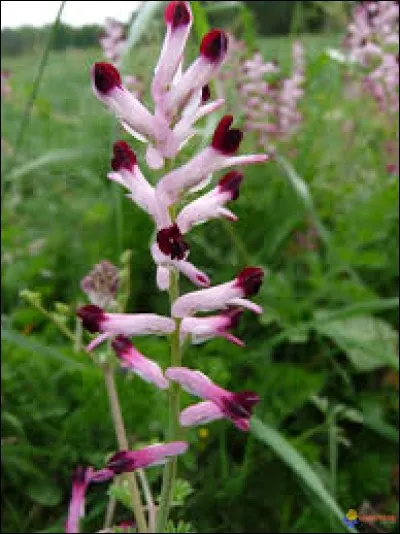 Nommez cette plante !