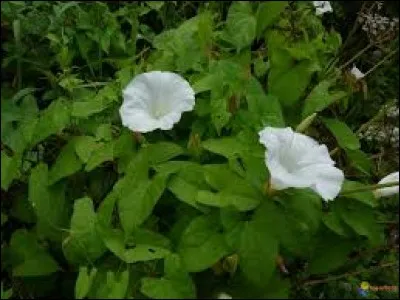 Retrouvez le nom de cette plante !