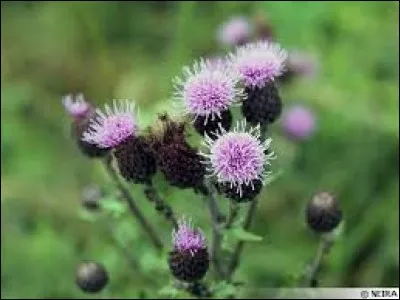 Quelle est cette plante ?