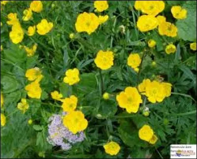 Essayez de la nommer !