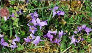 Quiz Plantes