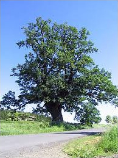 Quel est le nom latin du chêne pédonculé ?