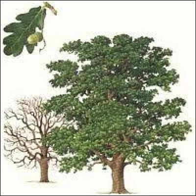 Comment le chêne est-il parfois appelé ?