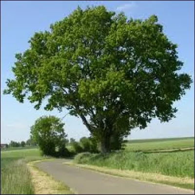 Combien mesure-t-il environ ?