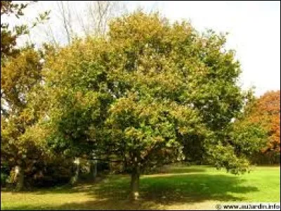 Cet arbre peut-il avoir une longévité de 500 ans ?