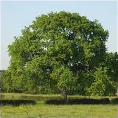 Quand sa floraison a-t-elle lieu ?