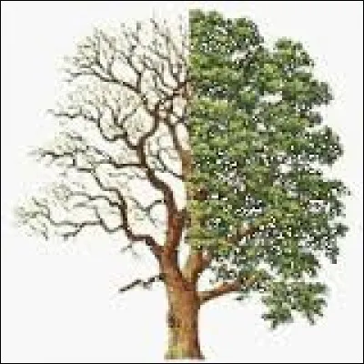 Ses feuilles sont-elles opposées ou alternes?