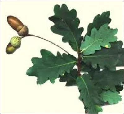 À quelle famille appartient-il ?