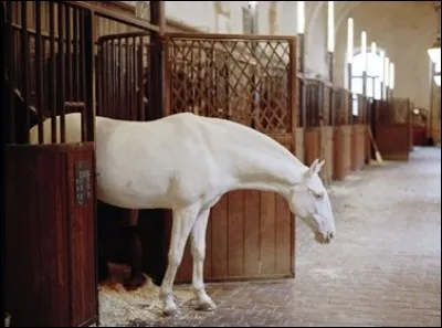 De quelle couleur est ce cheval ?