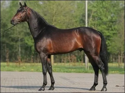 Comment s'appelle la robe de ce cheval ?