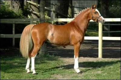Comment la robe de ce poney peut-elle s'appeler ?