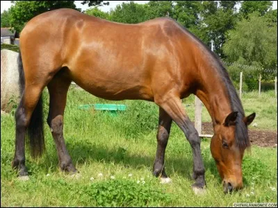 La couleur de ce cheval est...