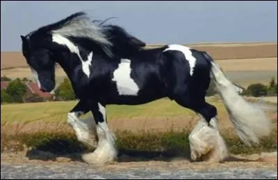 Quelle est la race de ce cheval ?