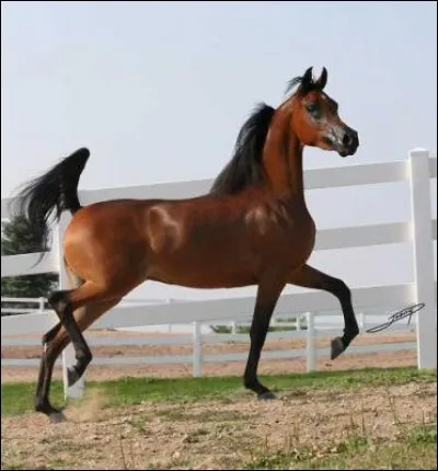 Comment s'appelle la race de ce cheval tout fin et sublime ?