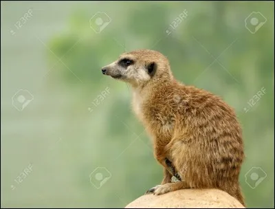Que fait le suricate debout en hauteur ?