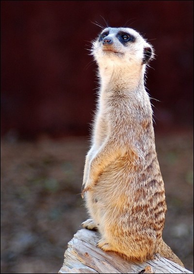 Quel est le surnom du suricate ?