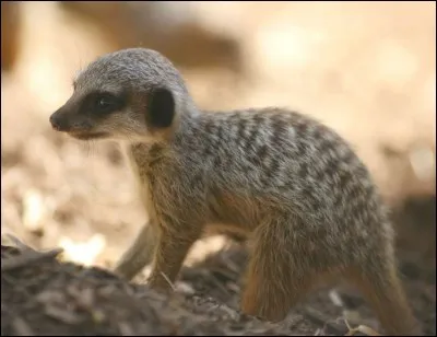 De quelle famille vient le suricate ?