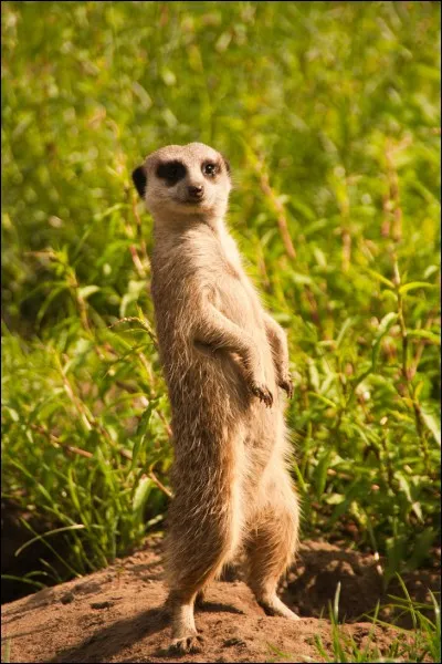 Le suricate est :