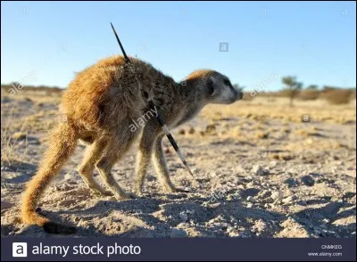Malgré son classement alimentaire, de quoi le suricate se nourrit-il principalement ?