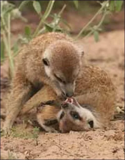 Vers quel âge un suricate atteint-il la maturité sexuelle ?