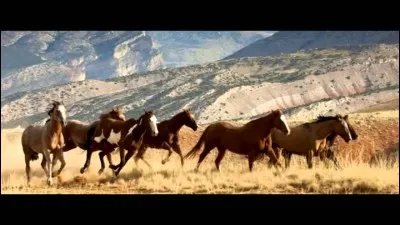 Comment appelle-t-on ces chevaux sauvages ?