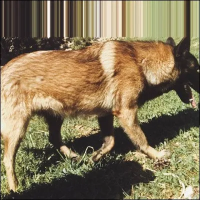 Comment s'appelle sa chienne ?