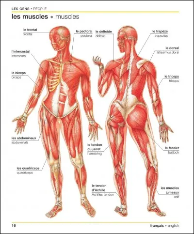 Les muscles jumeaux se trouvent :